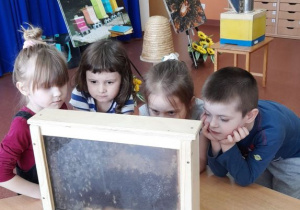 Dzieci oglądają pracę pszczół w szklanym ulu.