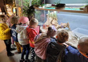 Dzieci oglądają egzotyczne pająki i żaby