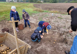 Dzieci zbierają wykopane ziemniaki.