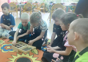 Przedszkolaki oglądają nasiona kakaowca