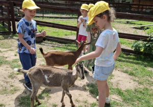 Dzieci karmią zwierzęta w mini zoo