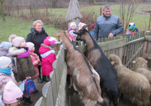 Dzieci oglądają kozy i owce.