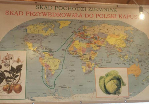 Skąd pochodzi ziemniak?
