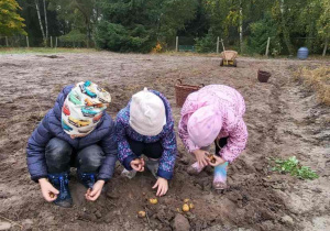 Dzieci zbierają ziemniaki.