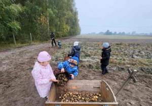 Chłopiec wysypuje zebrane ziemniaki na wózek.