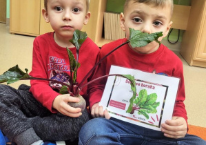 Chłopcy prezentują buraka i kartę edukacyjną dotyczącą jego budowy.