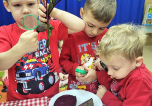 Chłopcy oglądają buraki za pomocą lupy.