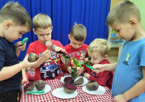 Chłopcy oglądają buraki za pomocą lupy.