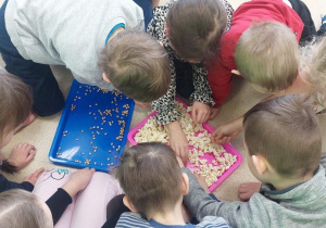 Żabki oddzielają ziarna od popcornu