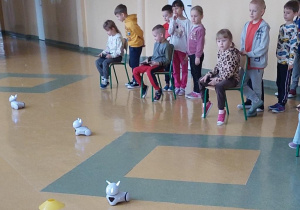 Żabki sterują robotem przy użyciu tabletów.