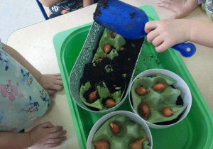 Dzieci przygotowują kącik przyrodniczy.