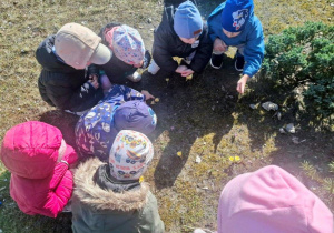 Dzieci obserwują krokusy.