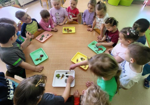 Dzieci układają z użyciem modeli cykl życia owadów i roślin.