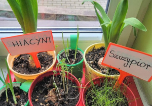 Rośliny posadzone przez dzieci.