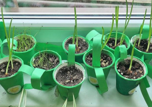 Szczypior posadzony przez dzieci.