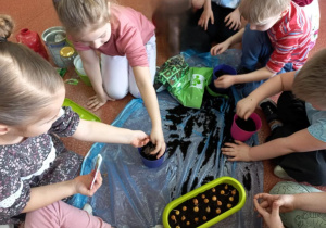 Dzieci sieją i sadzą roślinki.