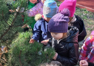 Dzieci sprawdzają budowę drzewa iglastego.