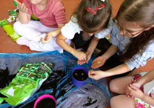 Dziewczynki sadzą pestki kabaczka.