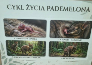 Cykl życia Pademelona