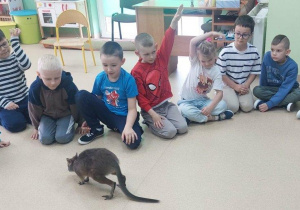 Dzieci oglądają kangurka
