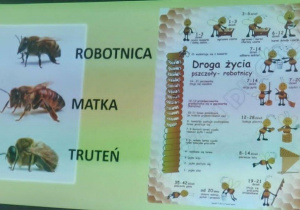 Poznajemy drogę życia pszczoły.