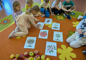 Dziewczynka układa ostatni element cyklu rozwoju jabłka.