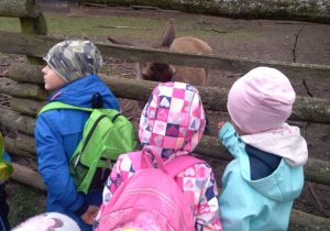 Dzieci obserwują sarenkę.