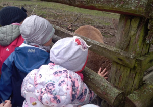 Dzieci próbują pogłaskać sarenkę.