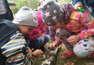 Dzieci oglądają korę przez lupki.